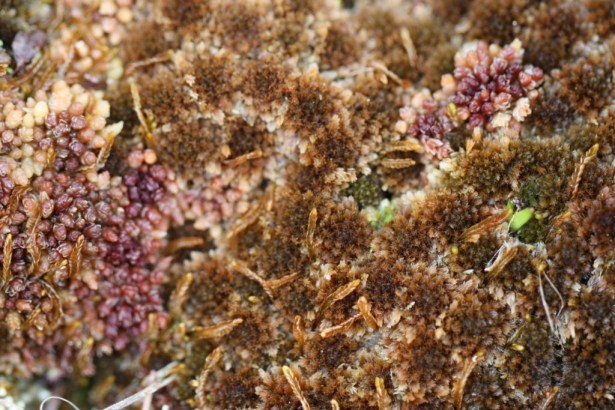 S. fuscum and S. magellanicum