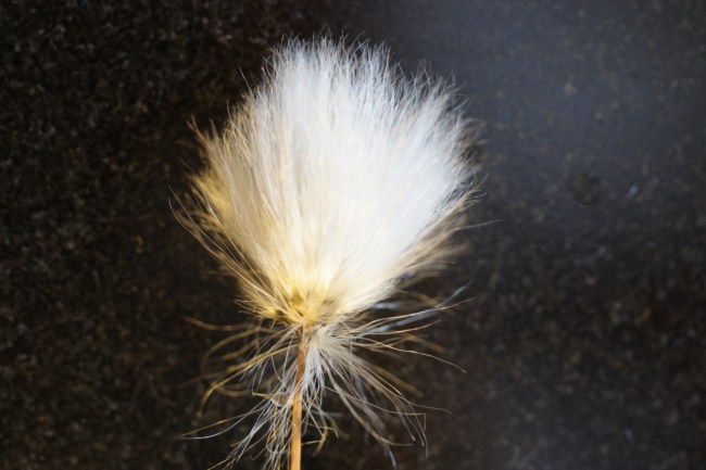 Eriophorum vaginatum or Hare’s Tail Cottongrass