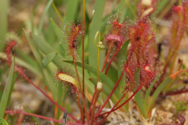 IMG_2009 [1600x1200]