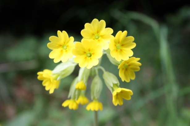 Cowslip