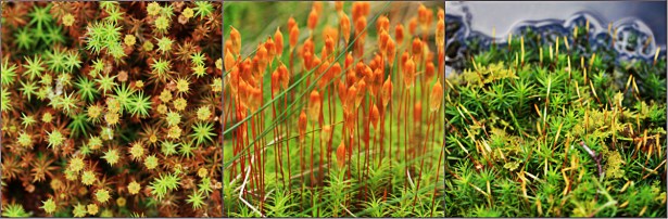 collage moss
