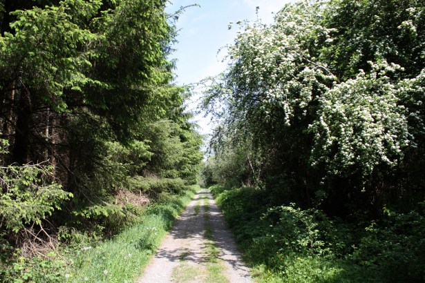 old bog road